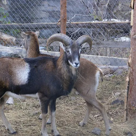 Chiflik Nenkovi Family